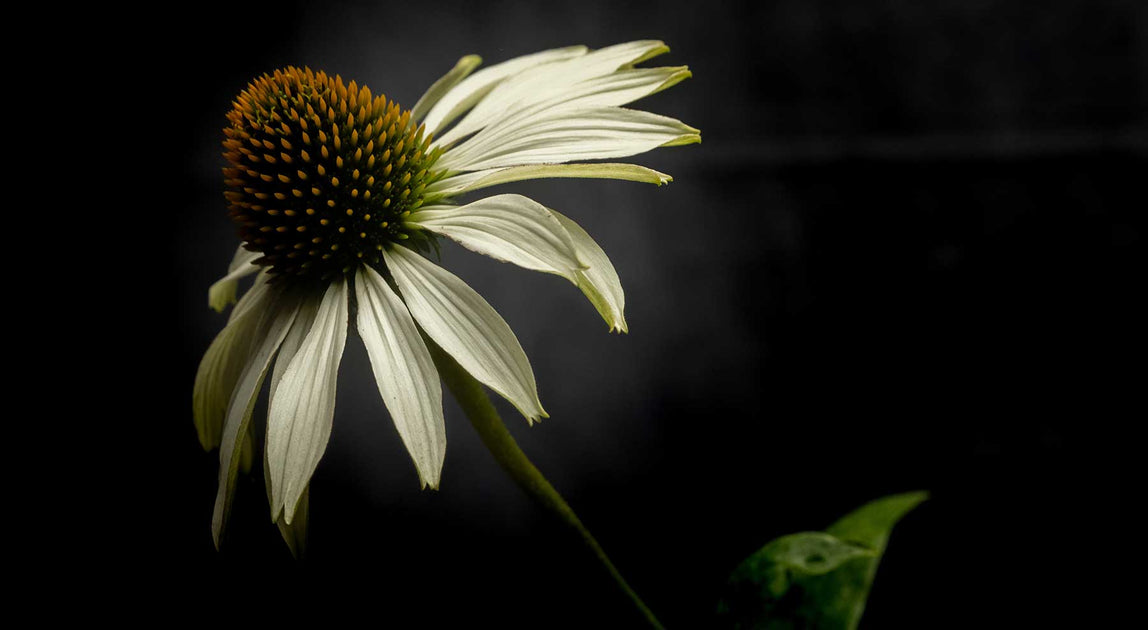 Why you should stock up on Echinacea this cold and flu season. Hit! Balm